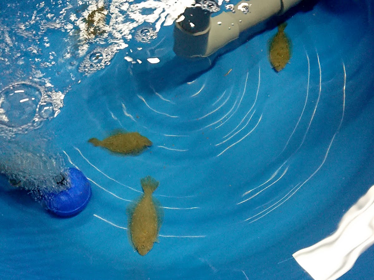 台東区立東浅草小学校の5年生がヒラメの養殖に挑戦 みんなの海の新聞